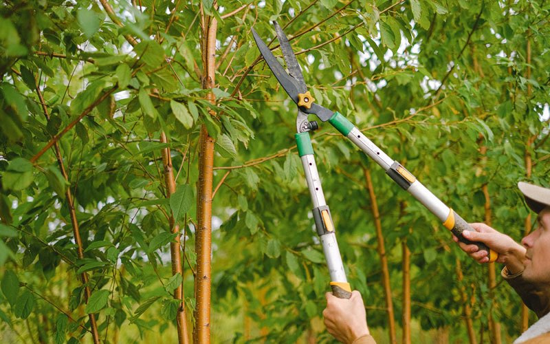 Tree trimming in Bay City, OR
